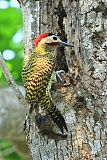 Green-barred Woodpecker